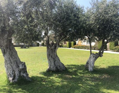 2+1 Bungalow in Dogankoy – Kyrenia