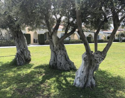 2+1 Bungalow in Dogankoy – Kyrenia