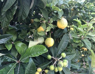 2+1 Bungalow in Dogankoy – Kyrenia